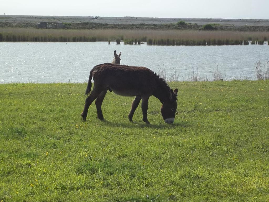 Camping Paradis Les Galets De La Molliere Cayeux-sur-Mer Exterior foto